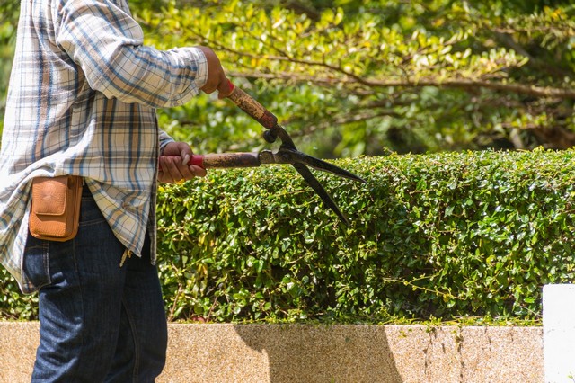 Garden Maintenance Feltham, Hanworth, TW13